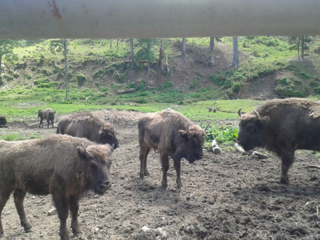 Ach, Bieszczady – jakie cudne!